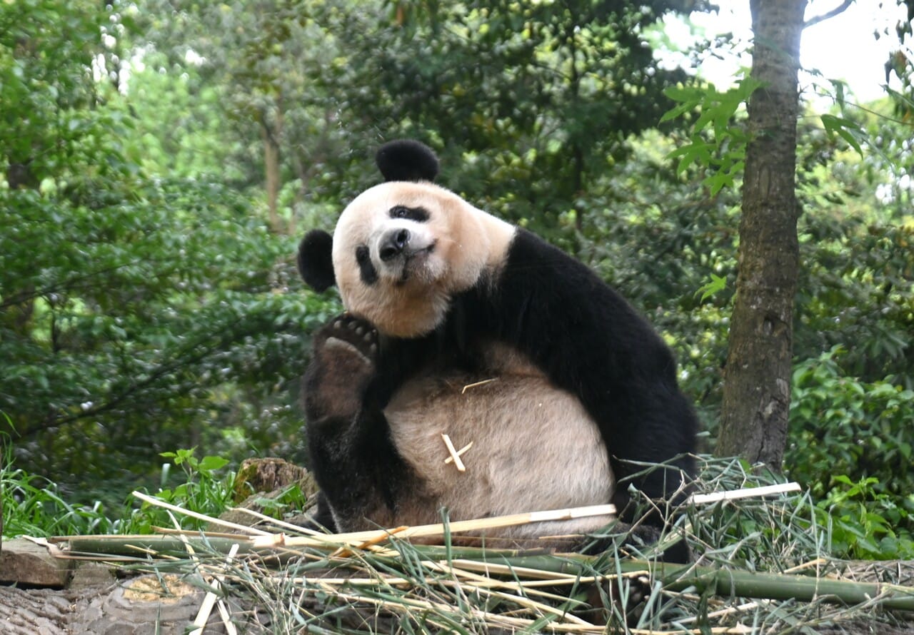 香香。お腹に竹でX。（2026年4月29日、筆者撮影）
