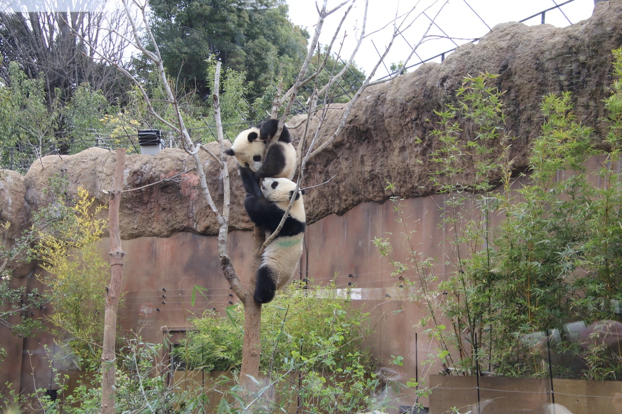 2022年3月29日撮影。双子で木登りをする様子。上がレイレイ。