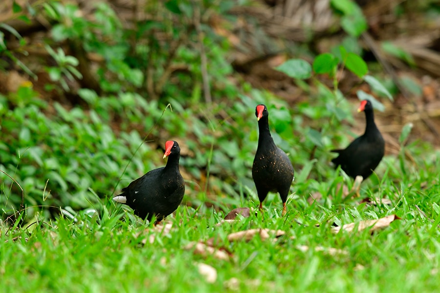 絶滅危惧種の水鳥「アラエウラ」ほか、13種類の在来種や渡り鳥が観察されたという(2021年の調査)。