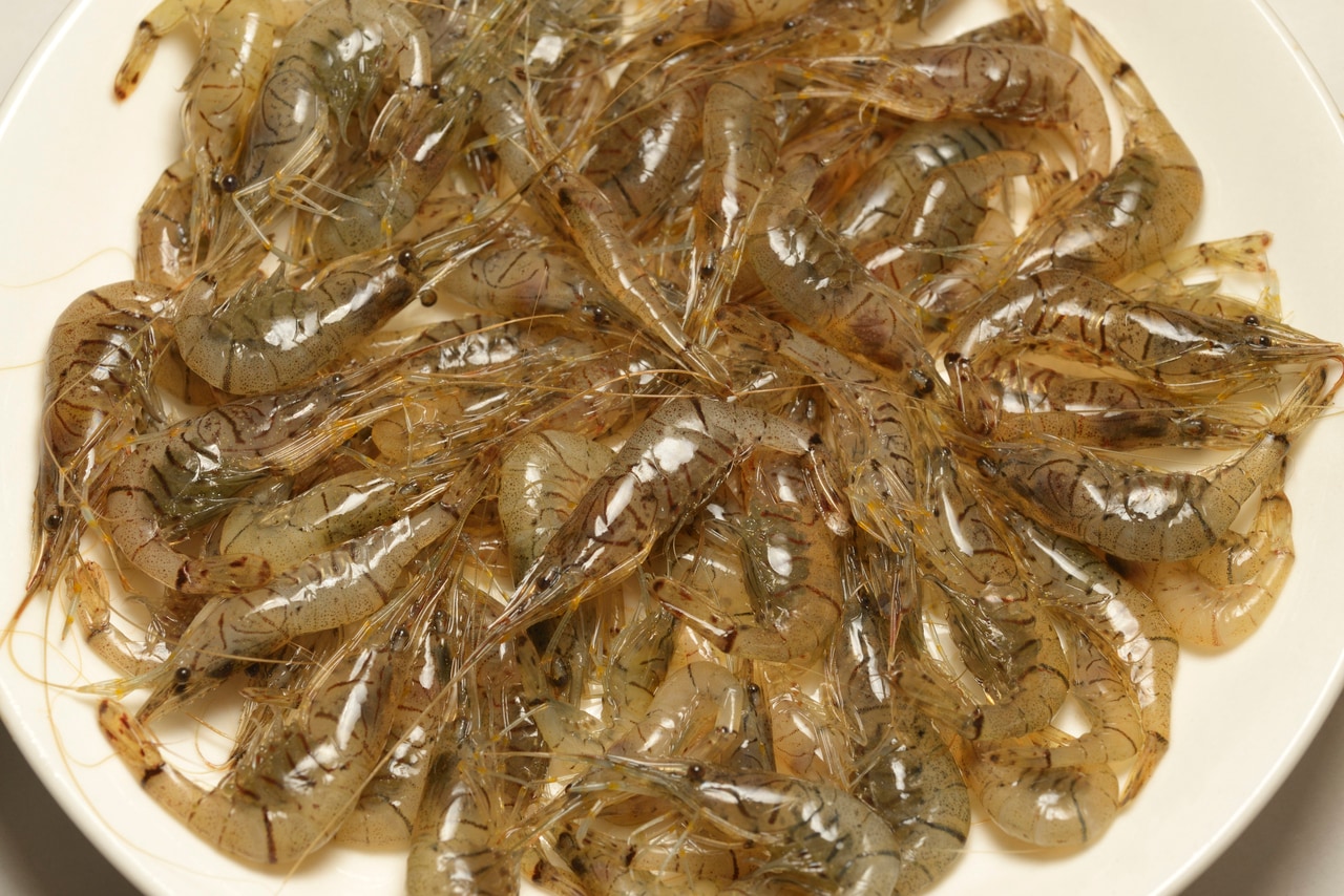 スジエビ。写真：yamaoyaji/イメージマート