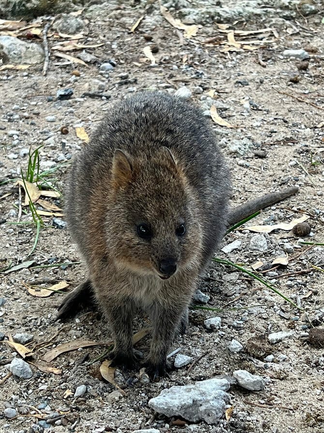 2ページ目)人口166人の島に1万匹以上!? “世界一幸せな動物”クオッカの楽園 オーストラリア【ロットネスト島】 | 古関千恵子の世界極楽ビーチ百景