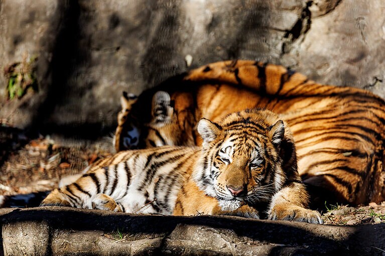 イチとフタバ。