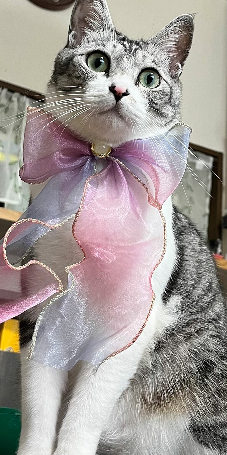 テト ♂ 2歳。ハロウィンでリボン付けちゃった。