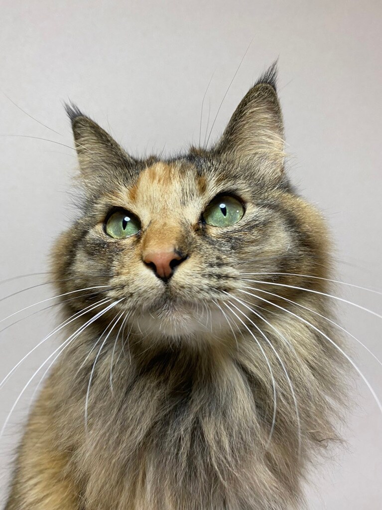 ふわ ♀ 2歳。宣材写真のような写真が撮れた