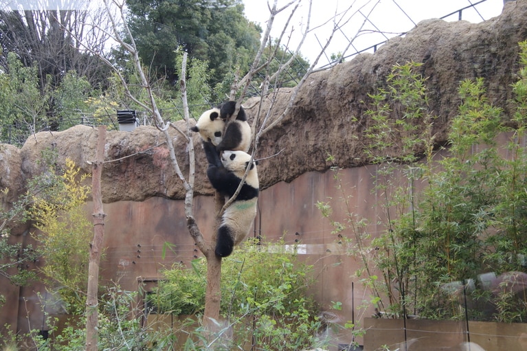 2022年3月29日撮影。双子で木登りをする様子。上がレイレイ。