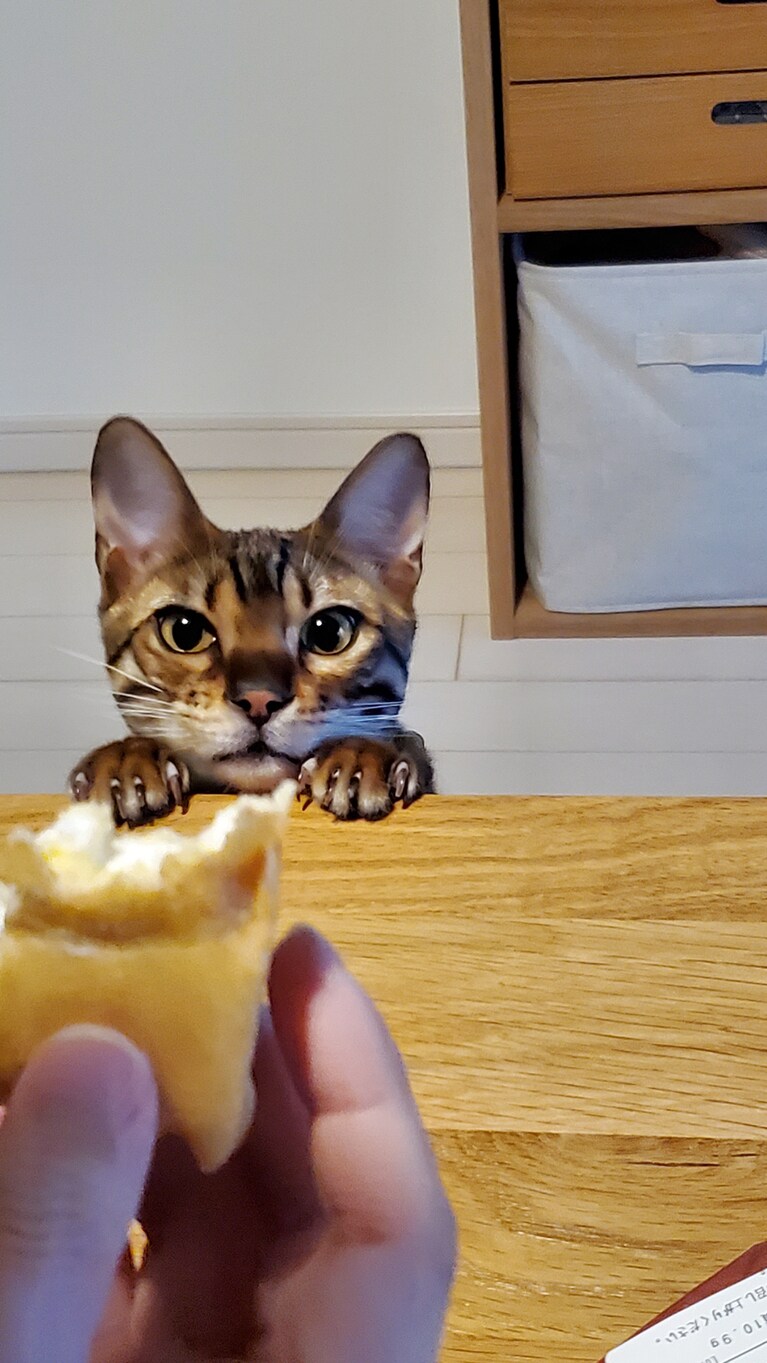 Cheeeta ♂ 1歳。主が食べるおやつをせつなげな顔で眺めてました。