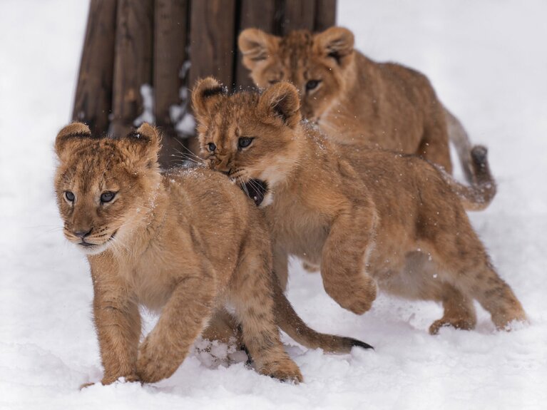 追いかけっこを楽しむ旭山動物園のフウ、レイ、イト。