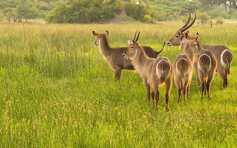 お尻に白い輪のウォーターバックは、乾季になると水中に入って水生植物を食べることもある。なんか愛嬌があって、癒してくれるウォーターバックたち。