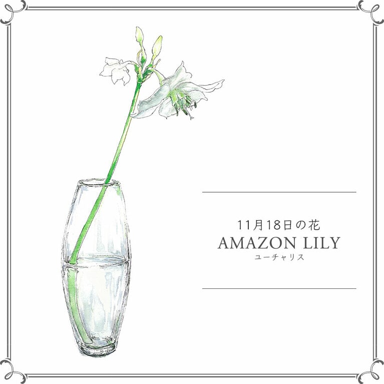 11月18日の花「ユーチャリス」