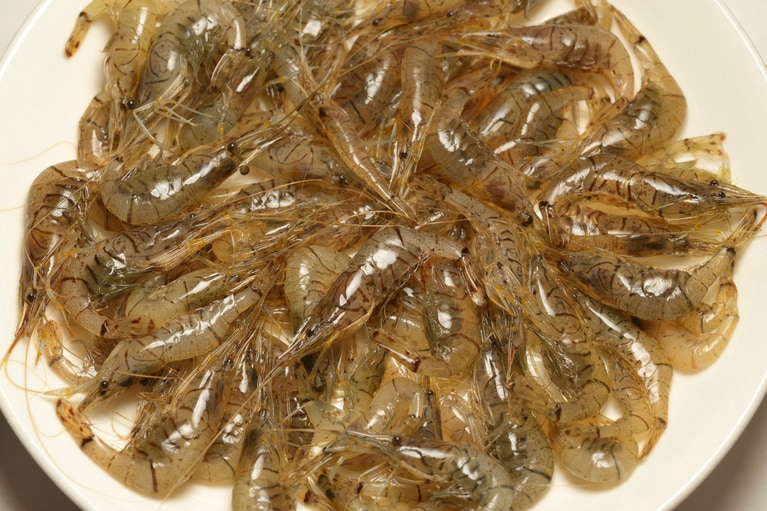 スジエビ。写真：yamaoyaji/イメージマート