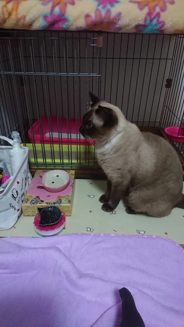 夢次郎 ♂ 8歳。ただただ、ごはんがほしくて渾身のポーズ。