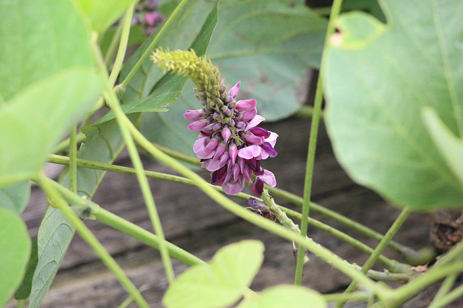 クズ(裏見草)：マメ科クズ属。濃い紫の花が甘く香るつる植物。根は漢方薬や和菓子の材料にも。写真提供／神代植物公園