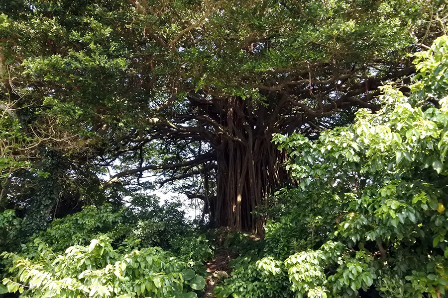 枝幅42メートル、幹回り16メートル、樹齢は100年を超える手久津久のガジュマルの木。