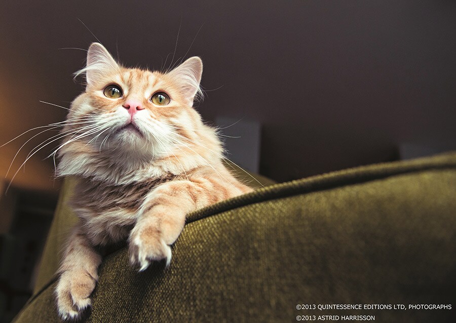 アストリッド・ハリソン「世界で一番美しい猫の図鑑」。