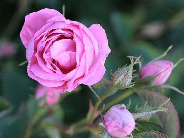 専用になりました。トルコ、薔薇4点 専用になりました。トルコ、薔薇4点 だまされないで！「トルコ