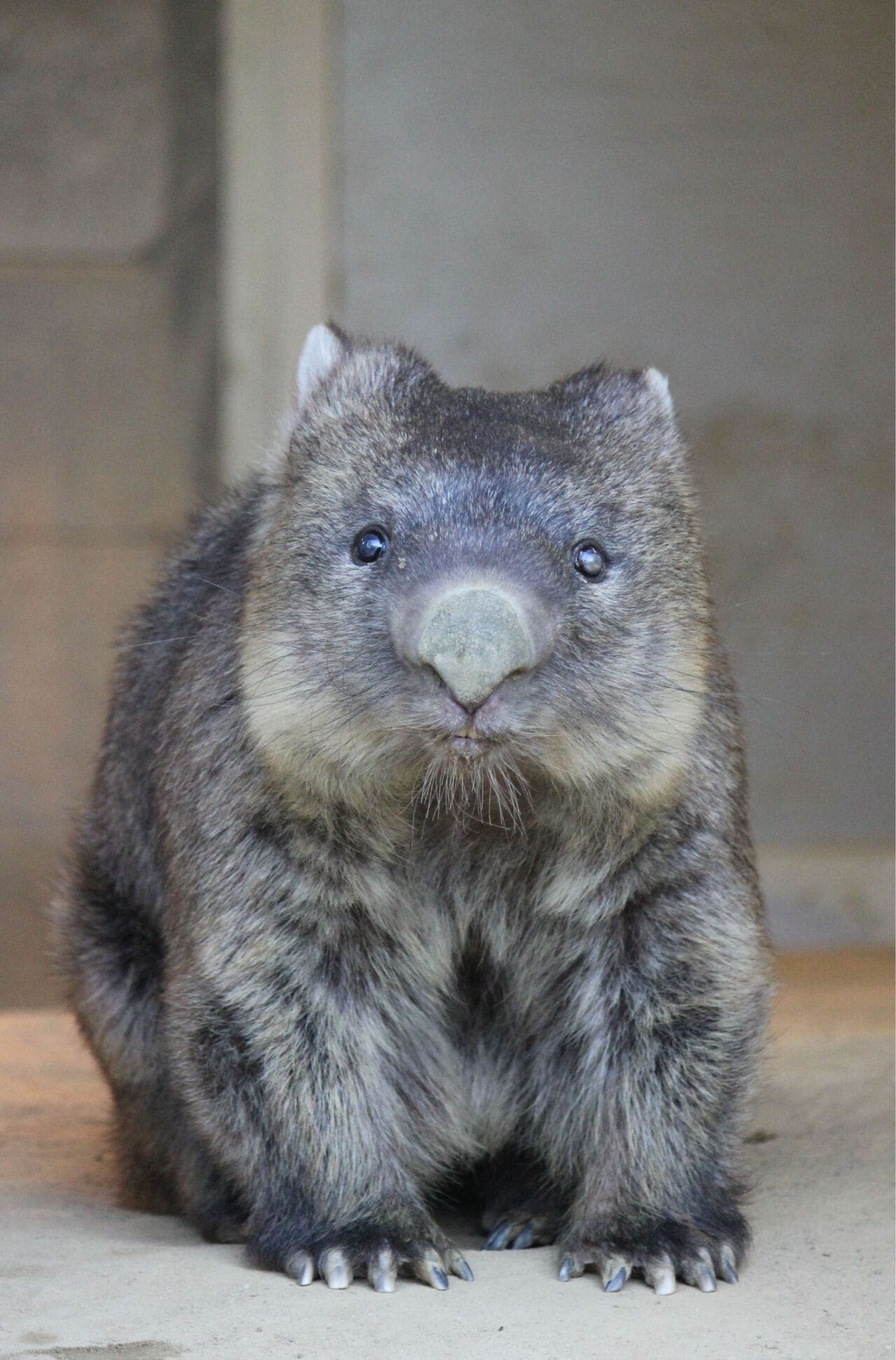 ギネスにも認定された世界最高齢　提供：五月山動物園