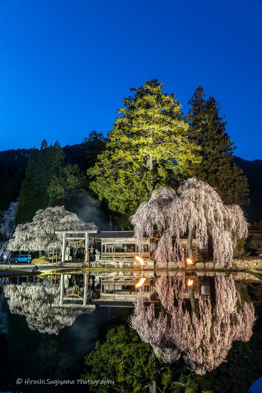 青屋地区 神明神社の枝垂れ桜。