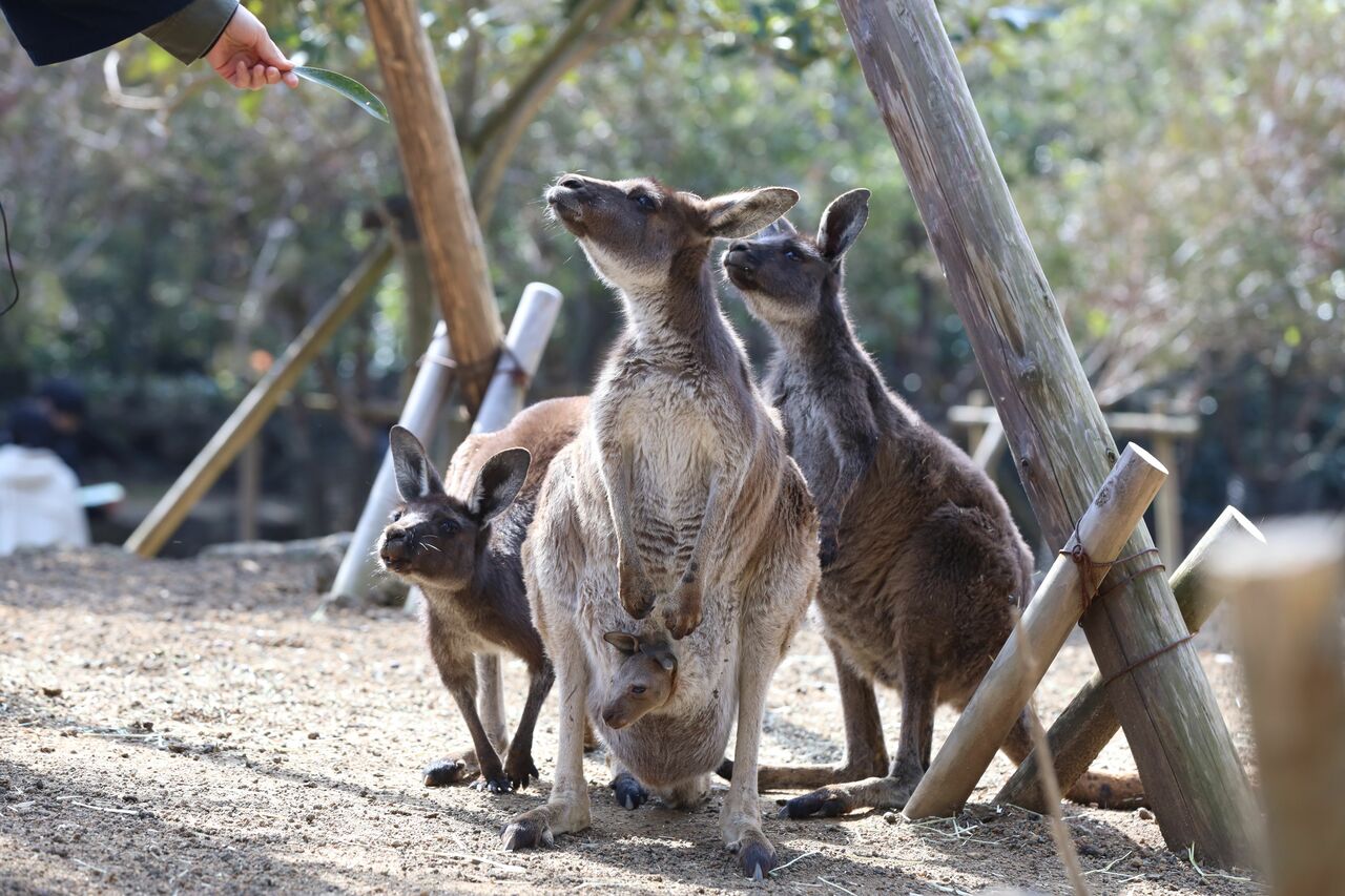 母親のポケットから顔を出したクロカンガルー