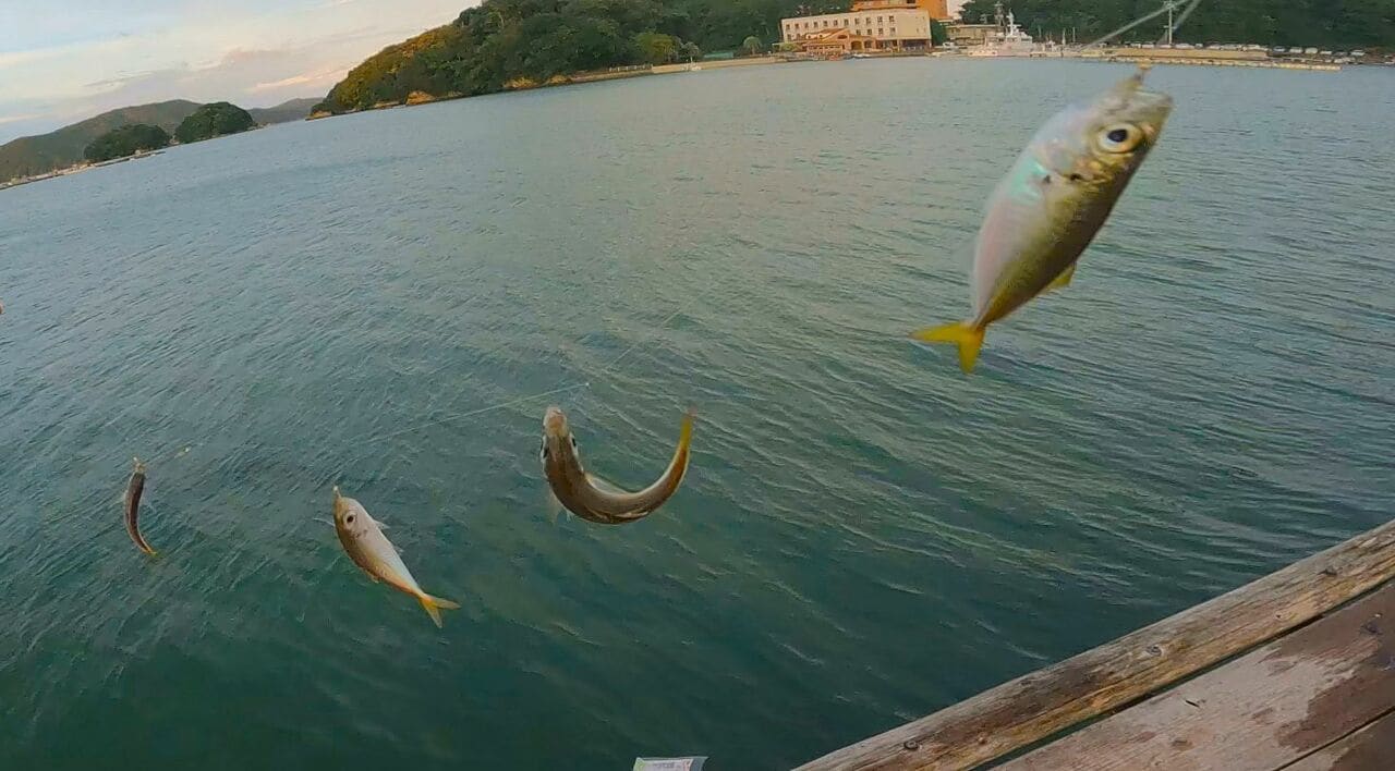 サビキでアジが入れ食い