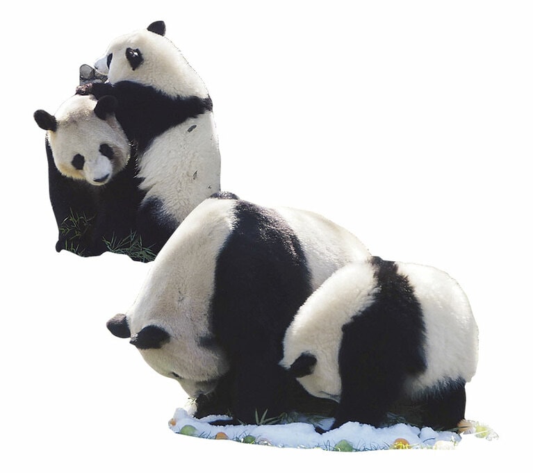 遊びながら、ほかのパンダとの関わり方を教えることも。 
【日本】「良浜＆結浜（らうひん＆ゆいひん）」結浜は2016年9月18日誕生。メスの子どもとしては珍しく、母親によく甘えていた。／2017.9.18撮影 @アドベンチャーワールド