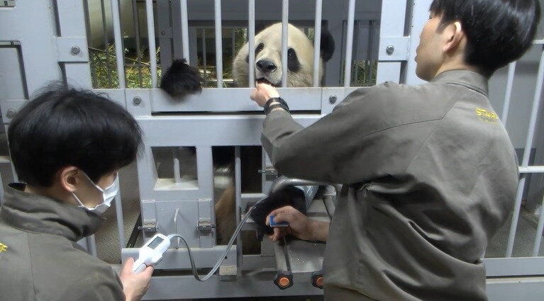 シャオシャオの血圧測定。画像は提供動画からの切り出し（公益財団法人東京動物園協会提供）