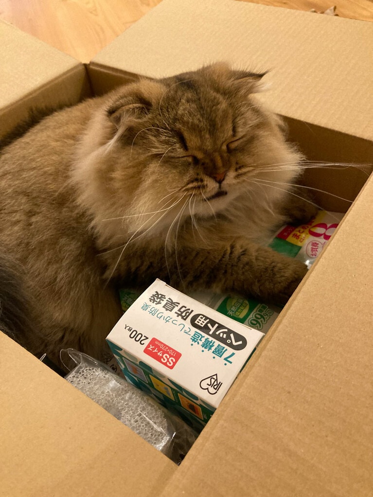 マリー ♀ 1歳。荷物の箱が開いた途端、ふぁ～あ。もう着いたの？ ここどこ？ と、言いそうな顔でした（まりらぶさん）