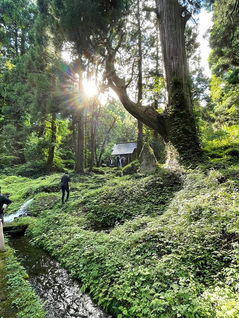 「稲とアガベ」が仕込み水に使っている水源地「滝の頭」。