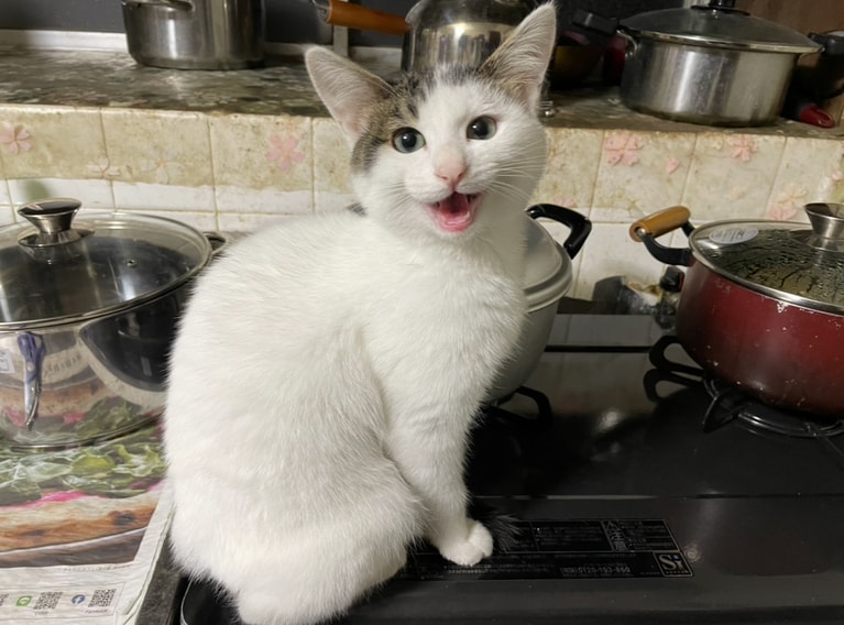 タマヲ ♂ 1歳。「冬場はガスレンジの上が温かくてお気に入りです。ちょうど豚汁を作っていた時で『ママ～、豚汁温まったよ～』と言っているみたいでしょ。我が家の3匹目の猫ですが家に連れて来た時にこの子は肩乗り猫になってくれないかなぁ、と思っていたらなんと肩乗り猫になりました。以心伝心!?とびっくりです」（飼い主さんより）。