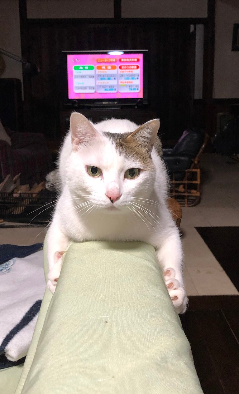 スギ ♂ 5歳。ソファーの背にまたがってます。飼い主のテレビへの視線の前に😊