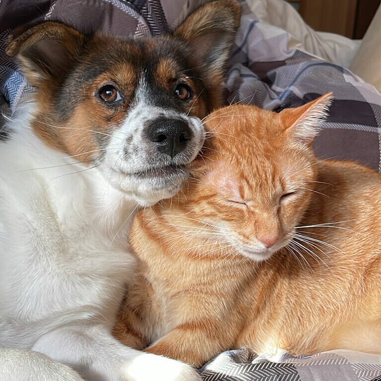 いつもぴったりとくっつく二匹。