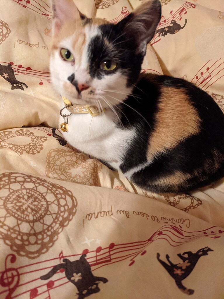 ルナ(月) ♀ 0歳。まだ産まれて半年の子ネコですが、先住ネコにもまれてお転婆娘になりました！スッゴい面白い柄の三毛ちゃんです♪