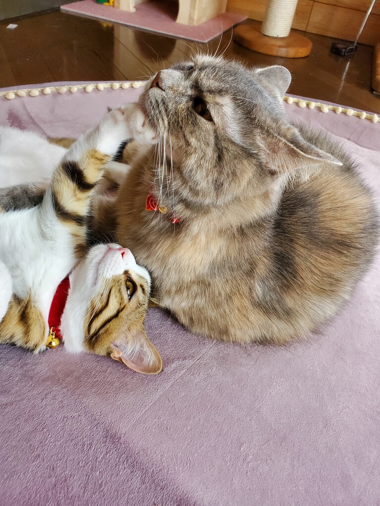 左：そら♀ 2歳、右：すず ♀ 6歳。「にゃんプロしてやめてーーーってアゴを押さえてます」（飼い主さんより）。