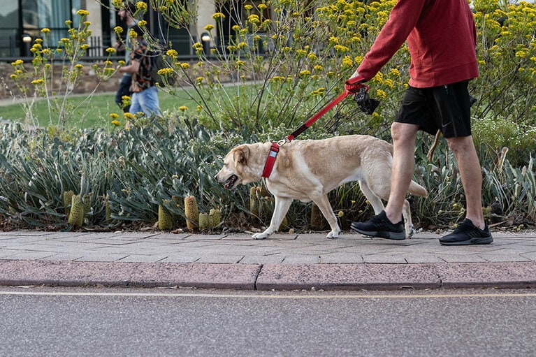 犬の散歩をしている人もたくさん。