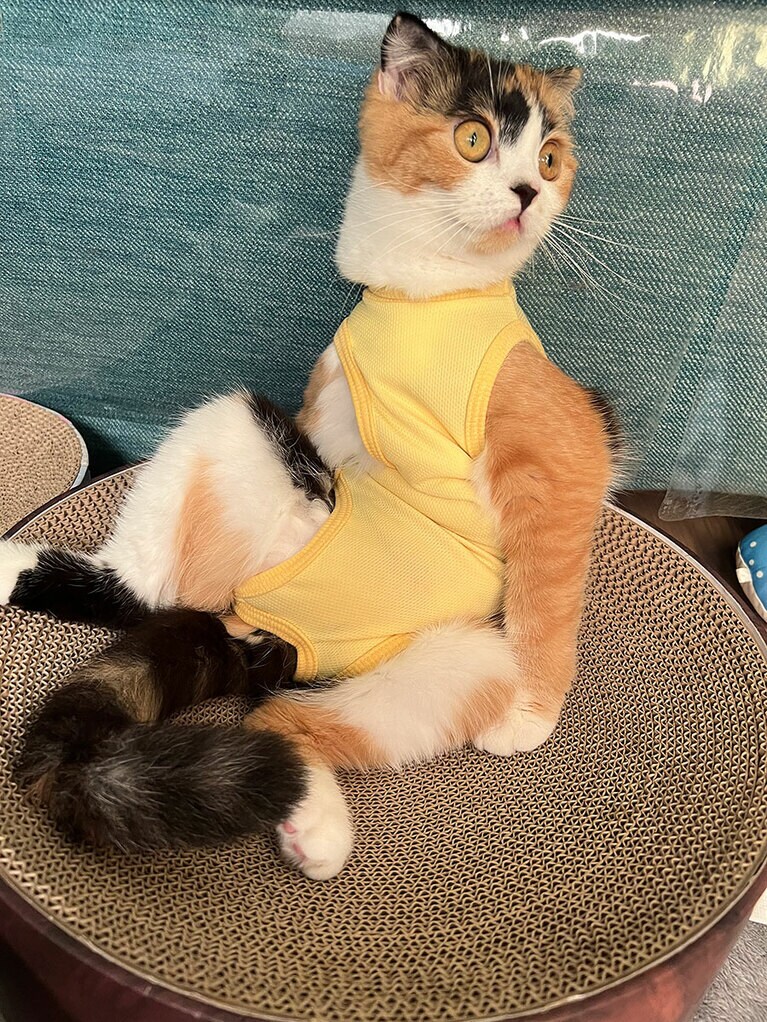 モカ ♀ 2歳。ふと見たら疲れたおじさんのように佇んでいました（もかまろじゅんめるさん）