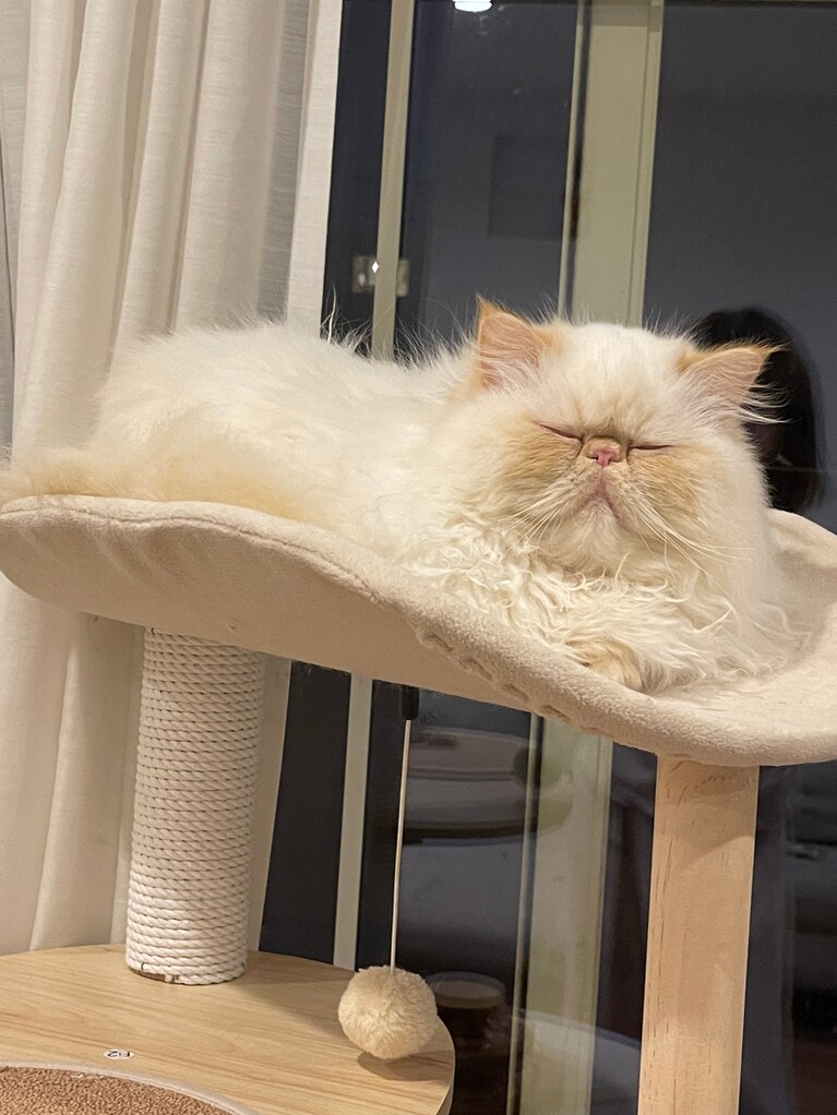 ステラ ♀ 0歳。キャットタワーを買ってもらってご満悦。