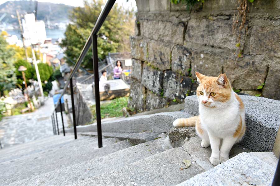 【尾道】坂道や階段の途中、路地裏など風情ある町角で出会える猫たちは、とてもフォトジェニック。
