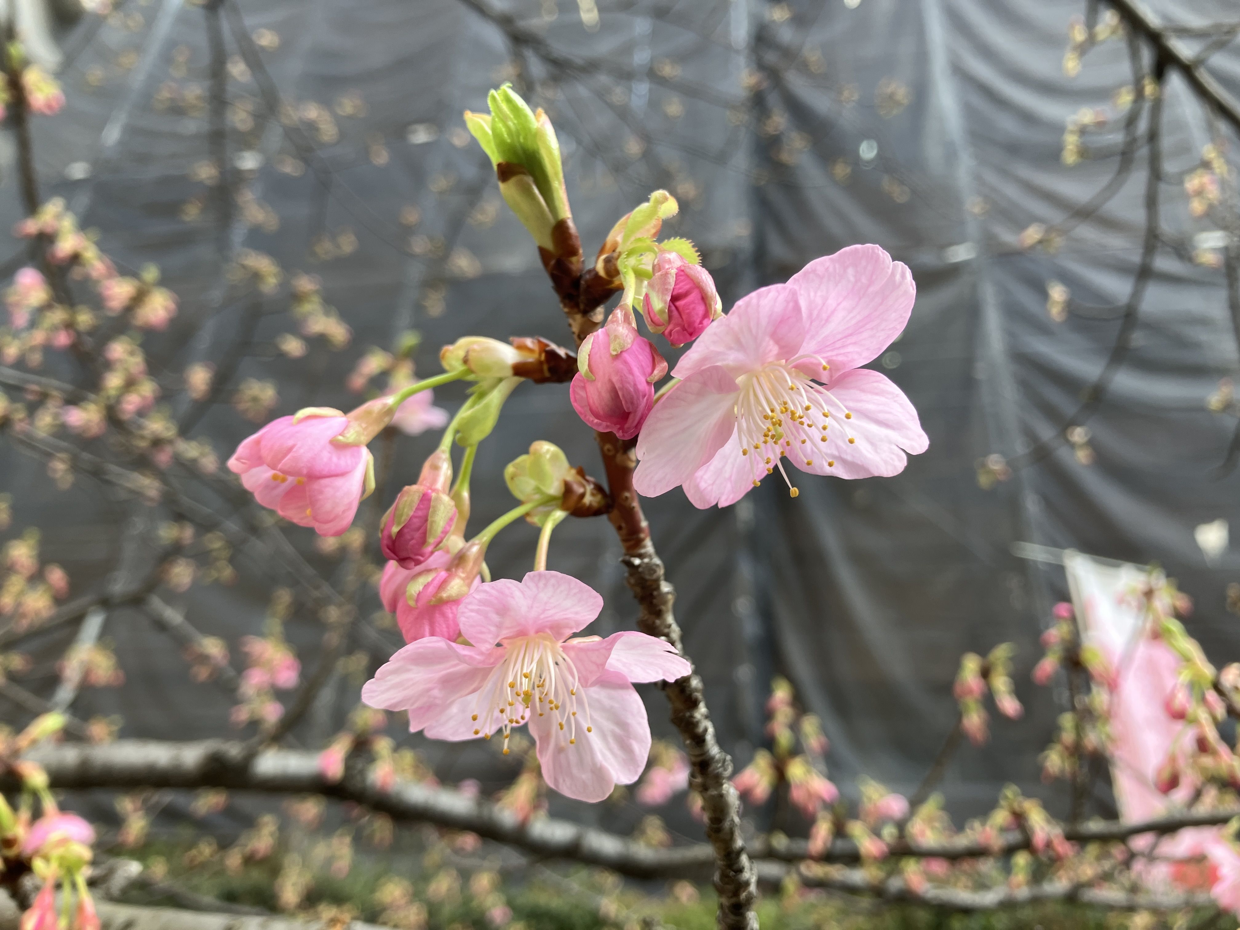 緑道沿いには河津桜も咲いていた