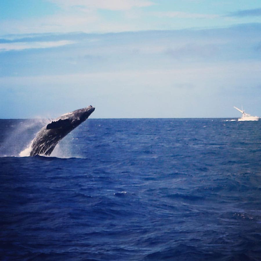 ザトウクジラのダイナミックなブリーチング。ザトウクジラを見つけたら船はエンジンを止め、100ヤード以内には入らないように気をつけて見守ります。