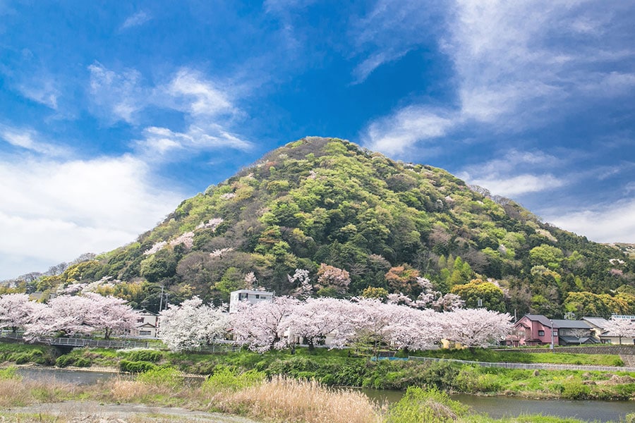 【神奈川県】高麗山の春。提供：神奈川県観光協会