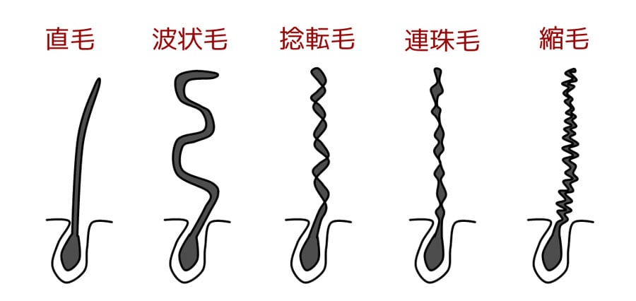 アジア系に多いのが、ウェーブの中でも「捻転毛」や「連珠毛」と呼ばれる髪質。そのままで一般層に支持される「なりたいヘアスタイル」に仕上げることが難しく、コンプレックスに感じる方も多い。ちなみに「縮毛」はアフリカ系の方に多い髪質。