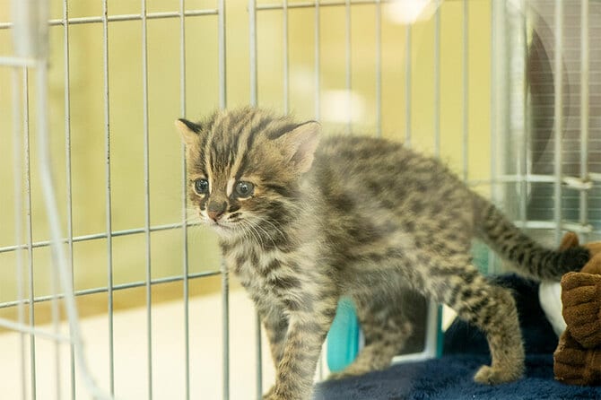 人工授精で誕生！ ツシマヤマネコの ワイルド可愛い赤ちゃんに会ってき