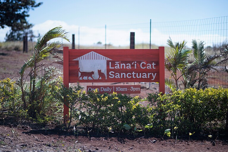 開放的な敷地。「ラナイ・キャット・サンクチュアリ」の面積は2,300㎡。