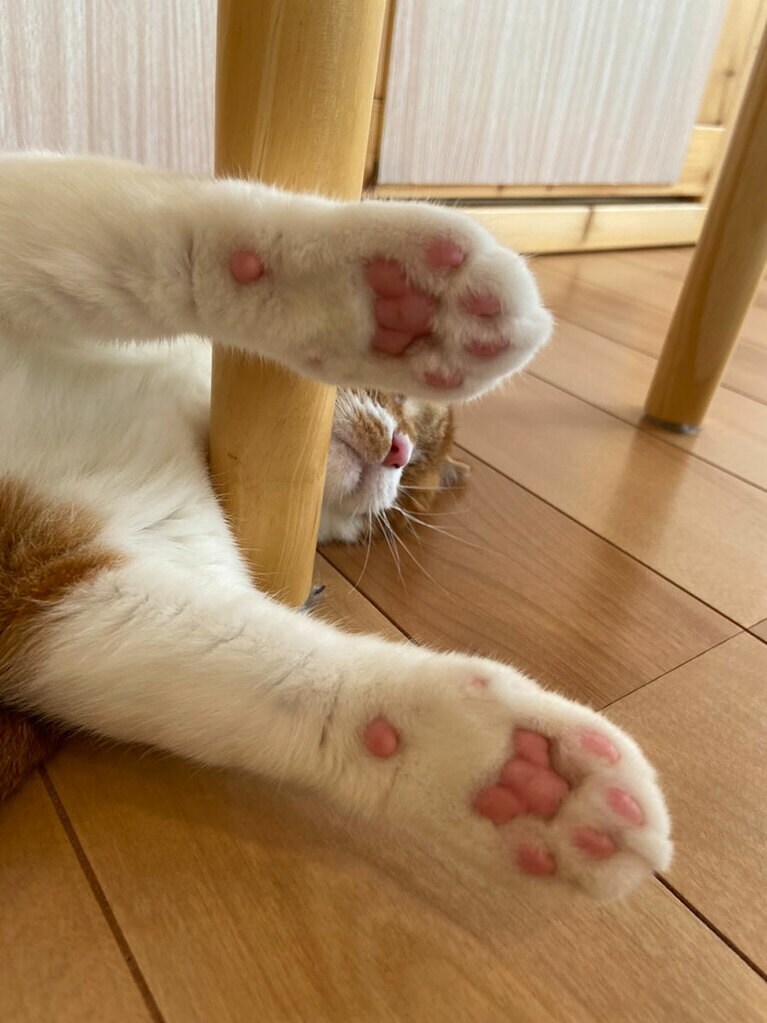 マサムネ ♂ 4歳。遊んでいる途中、急に、椅子の足に自ら前習えのポーズで眠っています。よほど遊び疲れて、眠かったようです（purnamaさん）