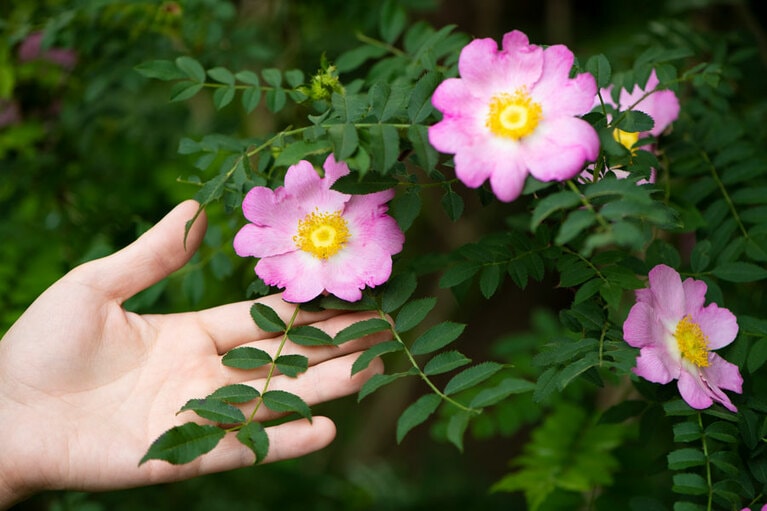 サンショウバラ：日本原産。高さ2〜5メートルほどになる落葉小高木。小枝の先に一重の淡い紅色の5弁花をつけます。