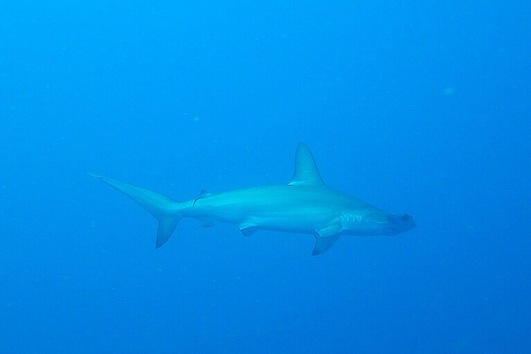 ハンマーヘッド！　群れではないけど、大満足。