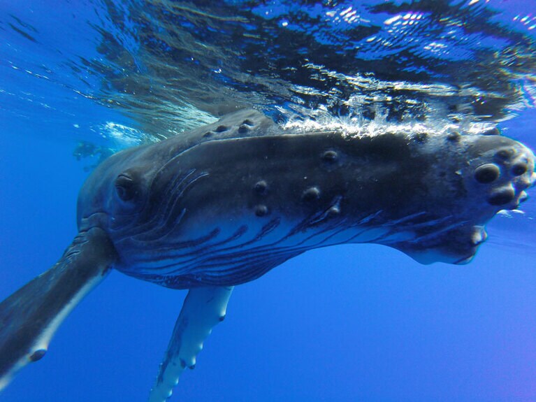 これはお借りした写真。あまりにもびっくりして、透明度も悪くて、ほとんど写真になりませんでした……。(C)CINTIO Patrick