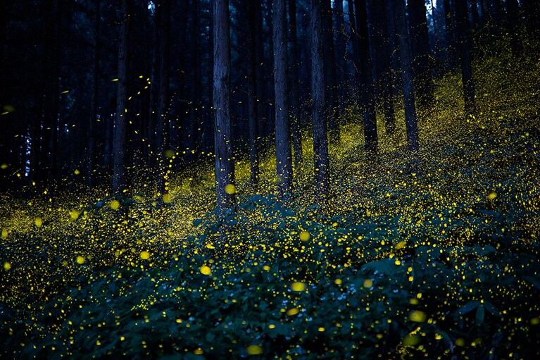 【鳥取県】福万来ホタル乃国。