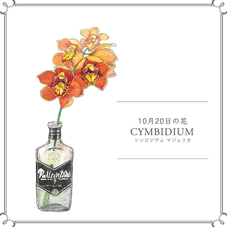 10月20日の花「シンビジウム マジョリカ」