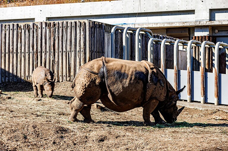 インドサイのゴポン、デコポン親子。