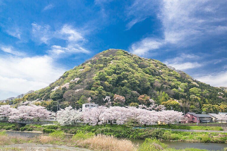 高麗山の春。提供：神奈川県観光協会。